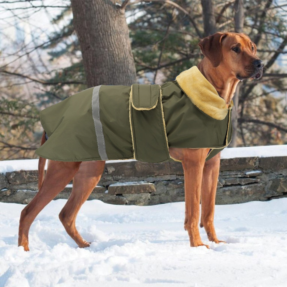 Köpek Yağmurluk