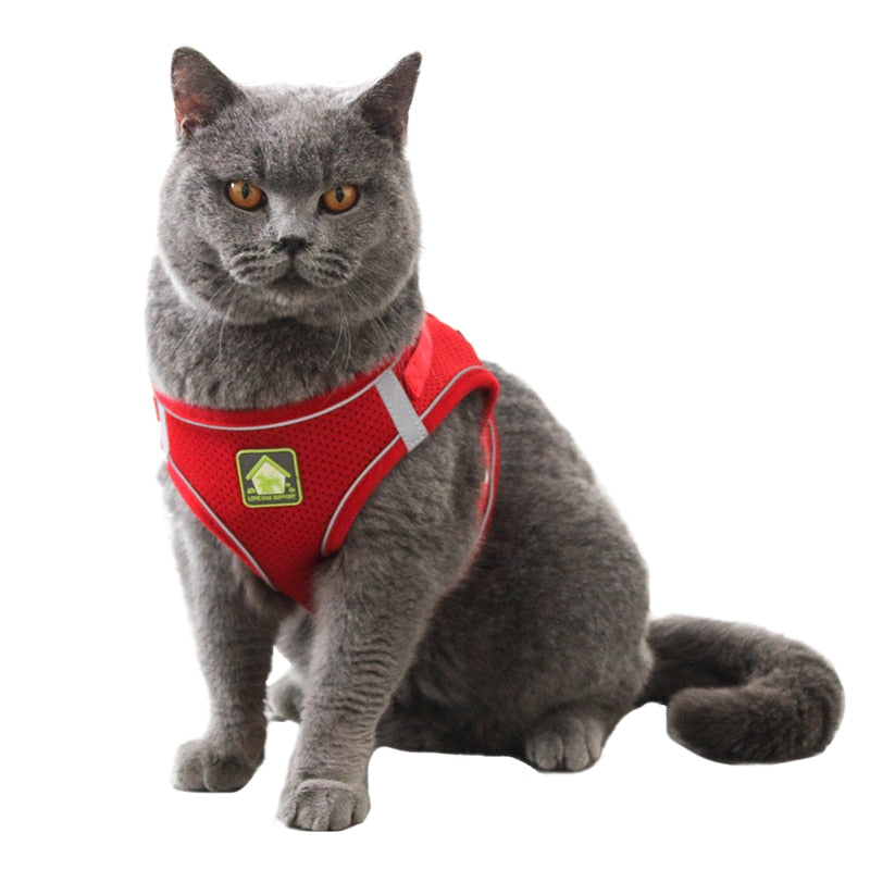 Kedi göğüs tasması kayış seti 37523062