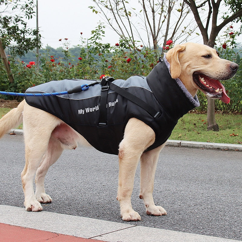 Köpek Yağmurluk