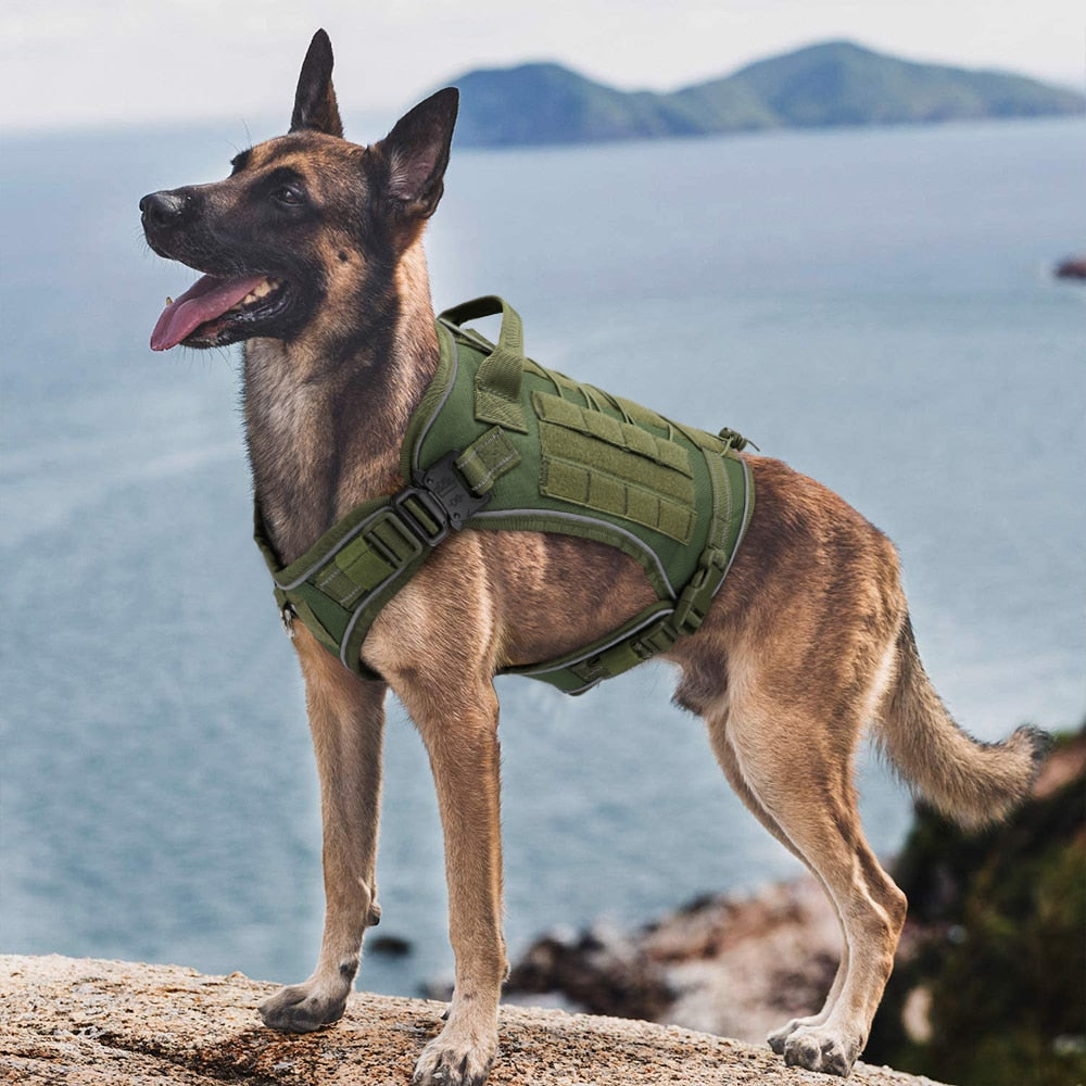 Köpek Göğüs Tasması Tactical SET 45449980