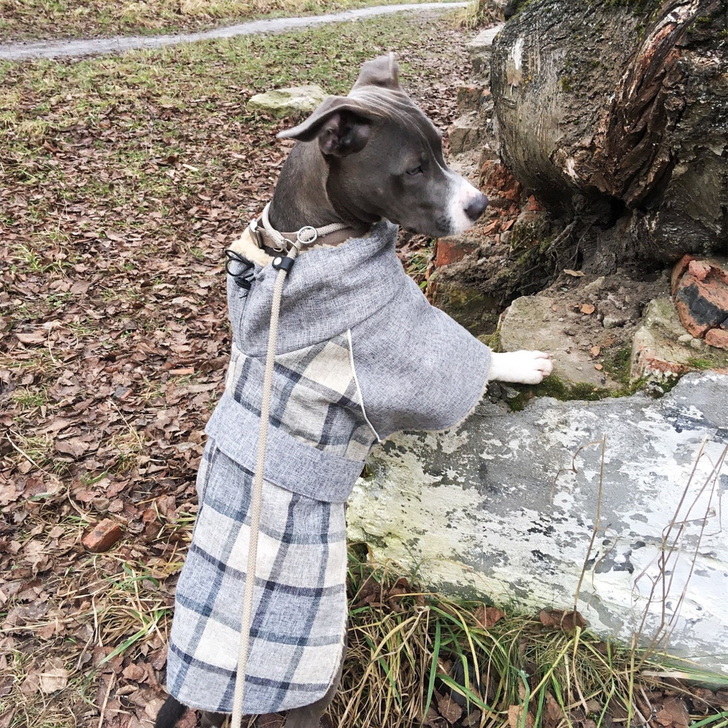 Köpek Montu 39723103