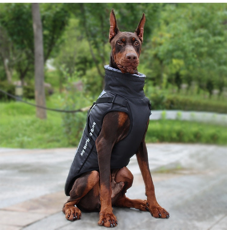 Köpek Yağmurluk