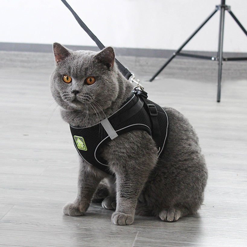 Kedi Gezdirme Tasması