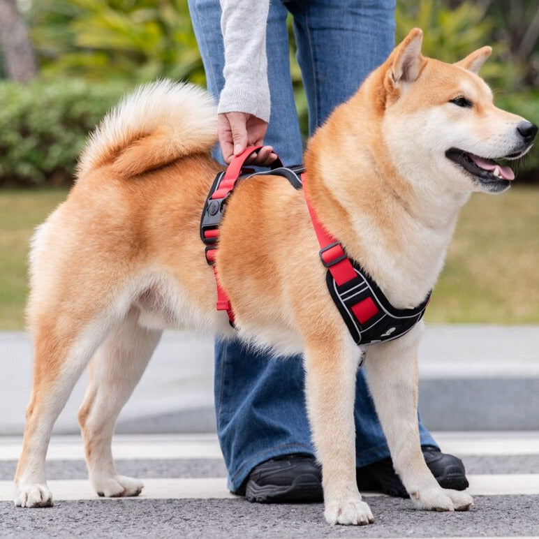 Köpek Göğüs Tasması
