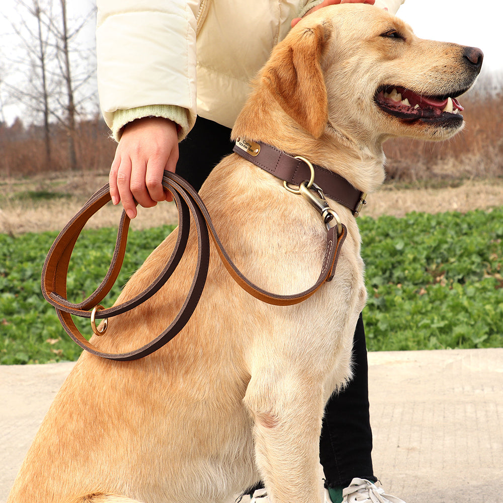 köpek tasması