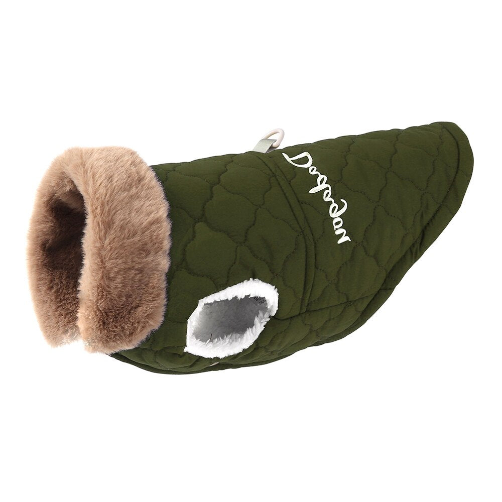 küçük ırk köpek montu