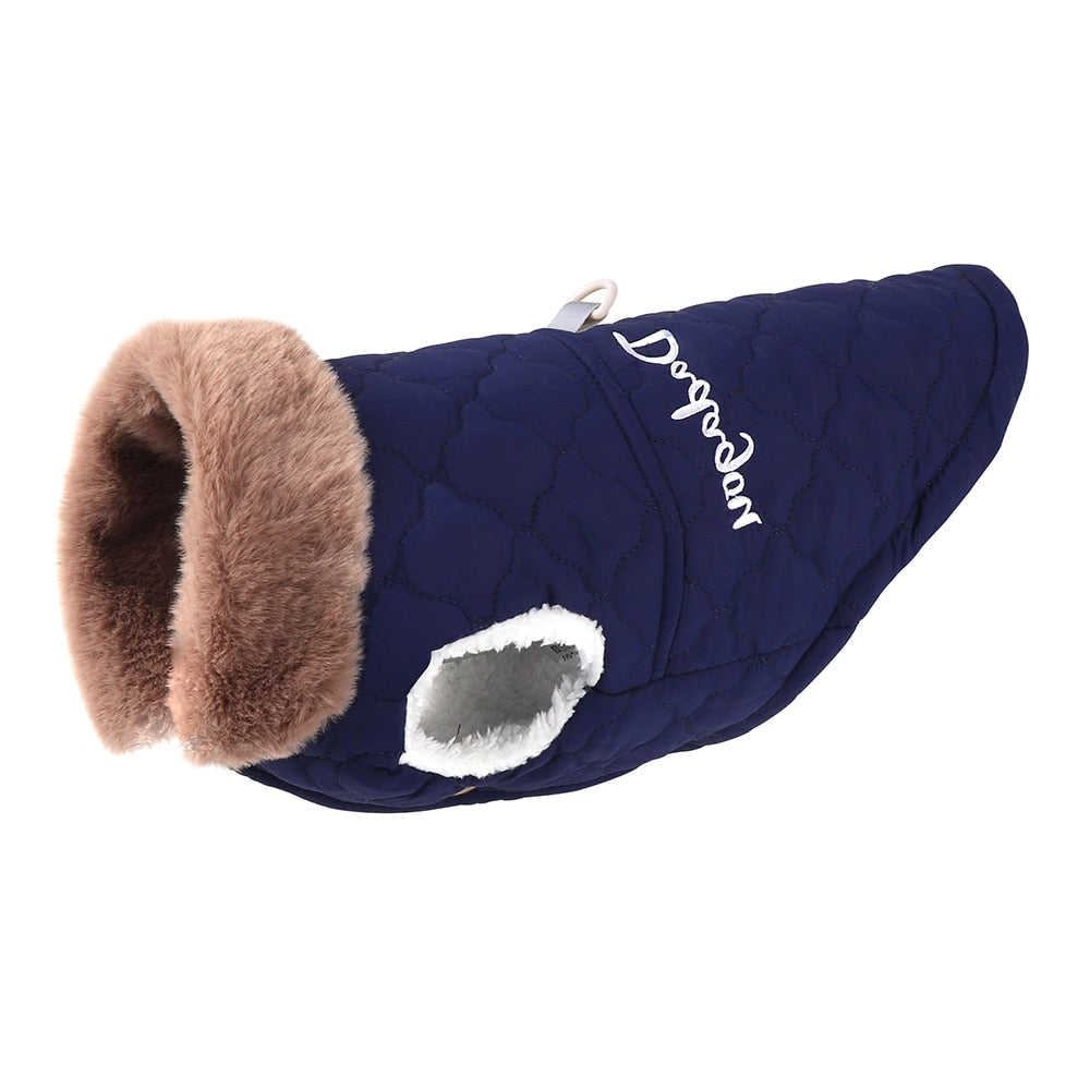 köpek montu