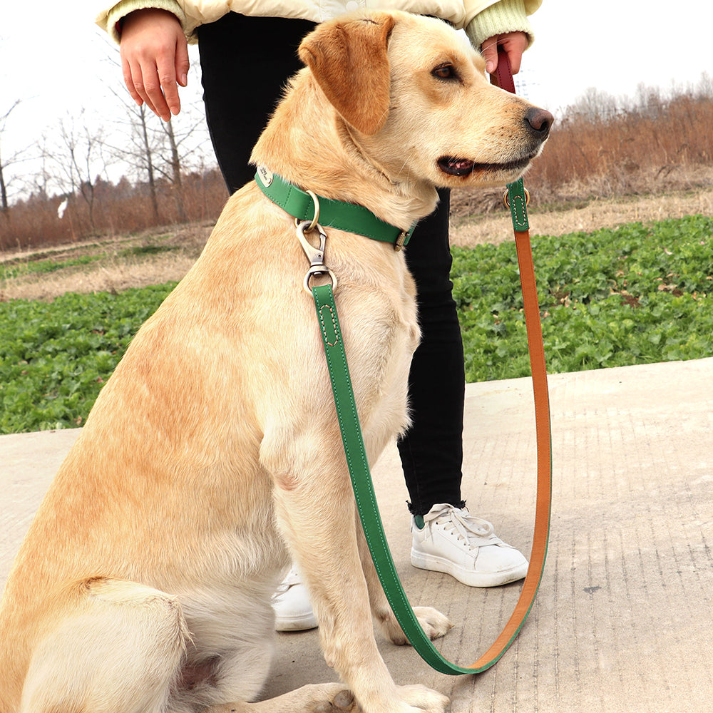 Deri Köpek Tasması SET 51118901