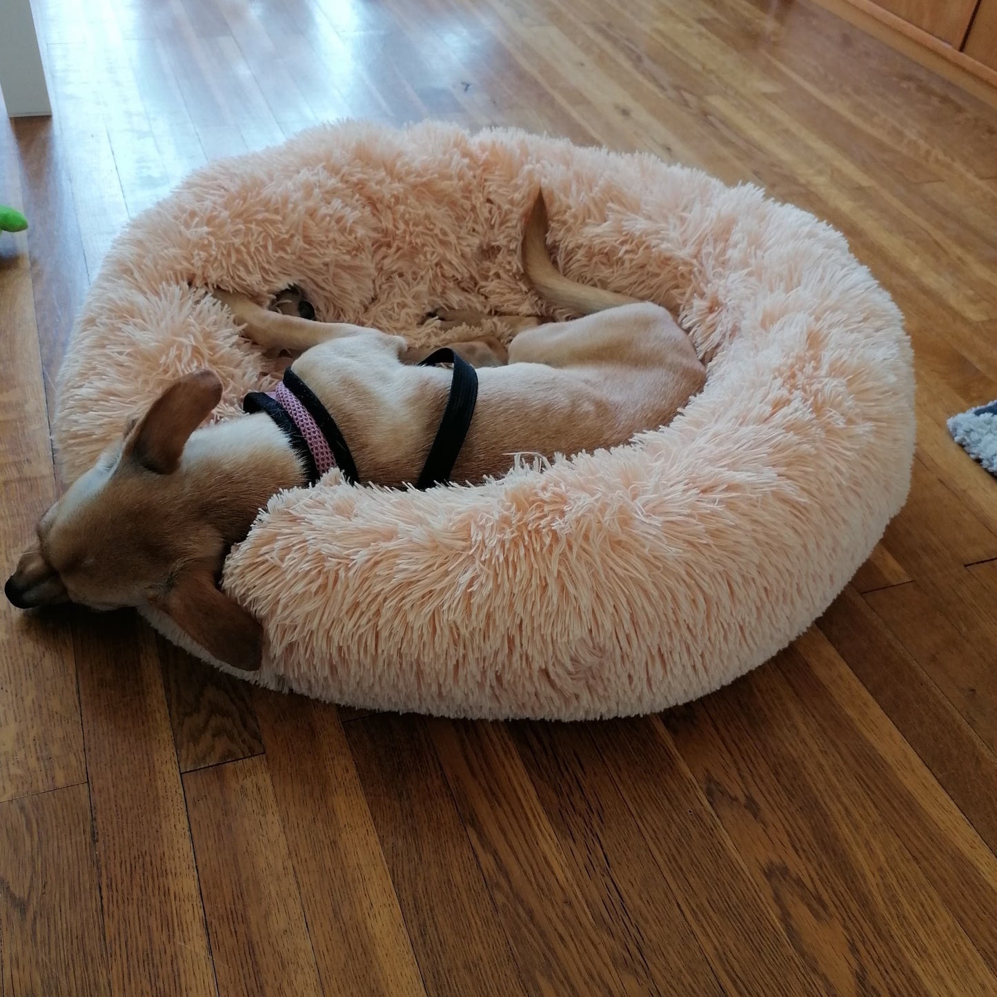 köpek yatağı 28030908