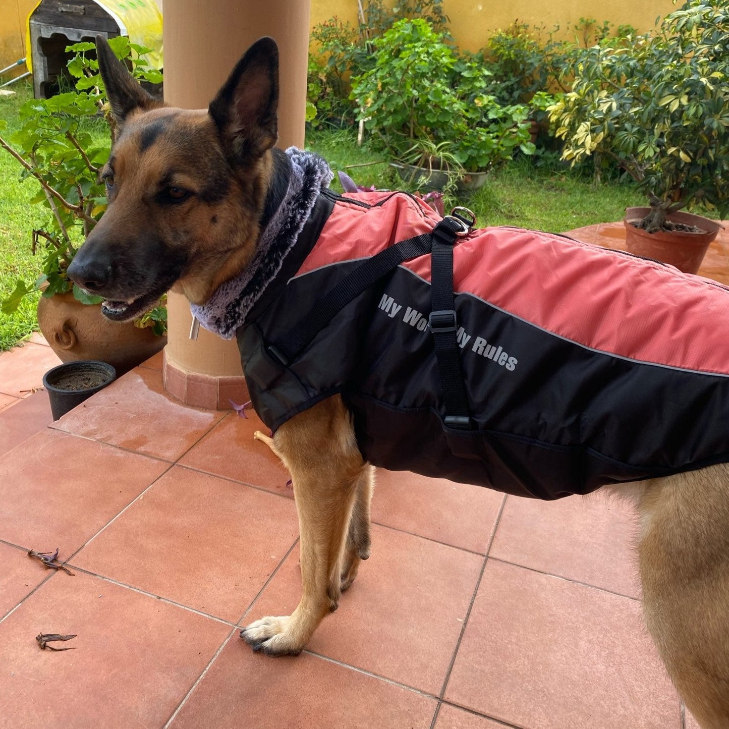 Köpek Yağmurluk 40614543