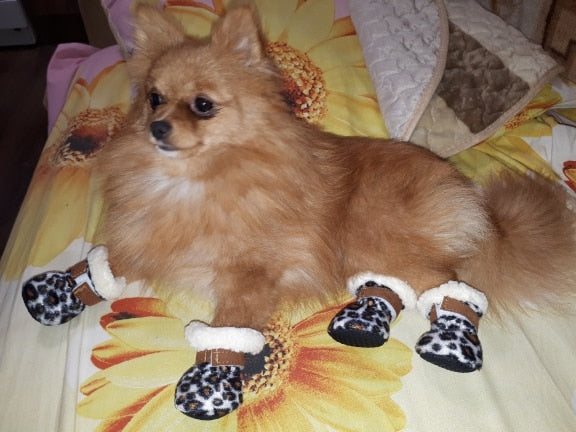 Köpek ayakkabısı 30169770