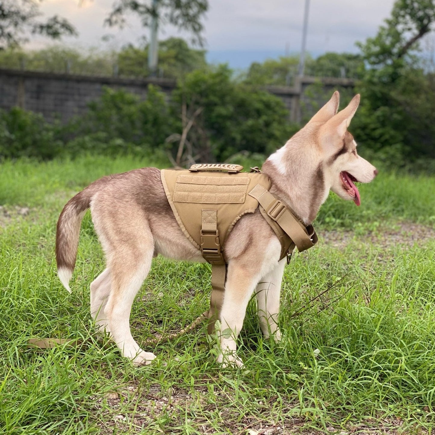 Köpek göğüs tasması tactical 40621272