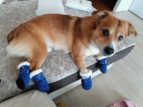 Köpek ayakkabısı 30169770