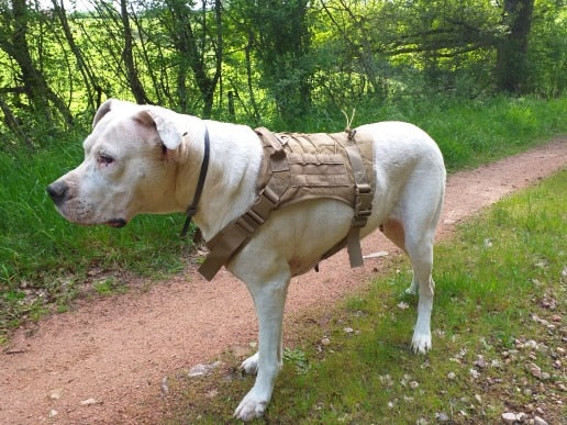 Köpek Göğüs Tasması Kayış Set Tactical 39810022