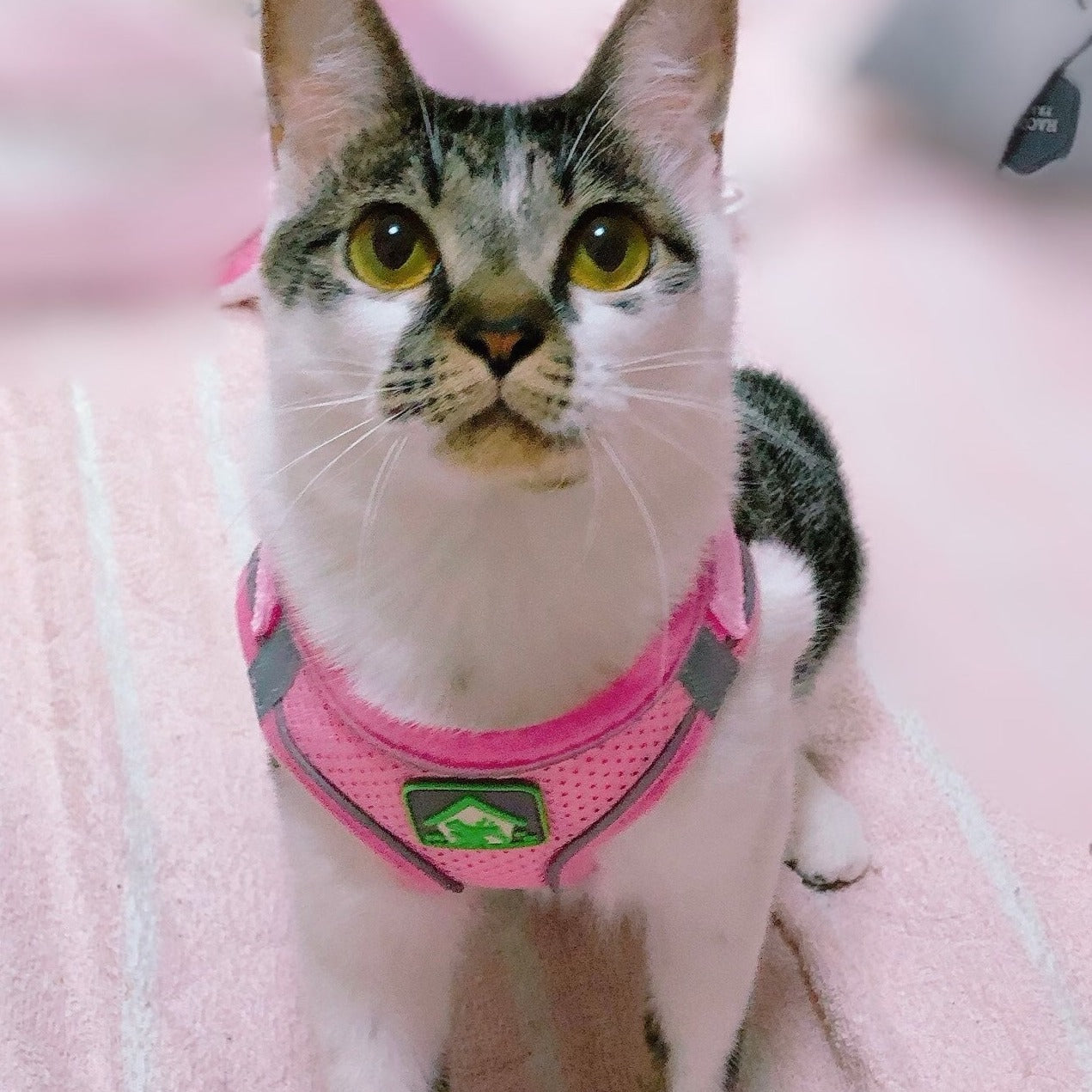 Kedi göğüs tasması kayış seti 37523062