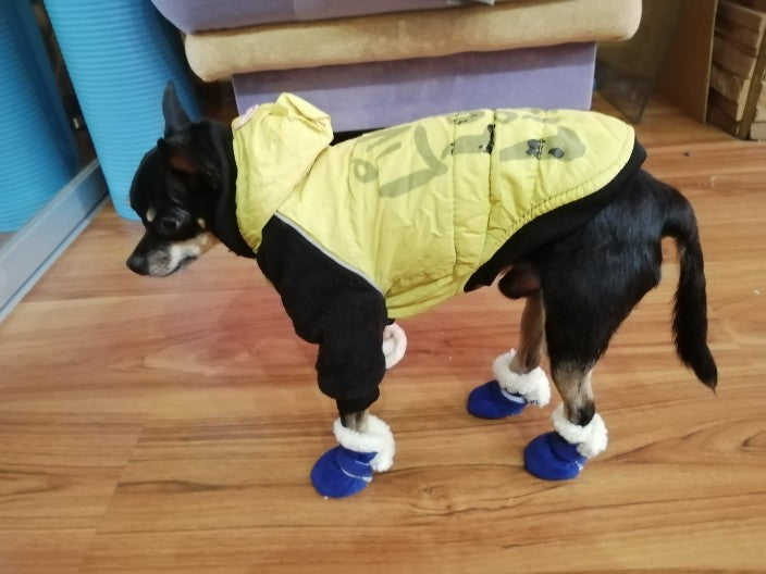 Köpek ayakkabısı 30169770