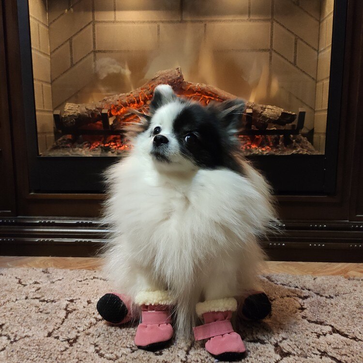 Köpek ayakkabısı