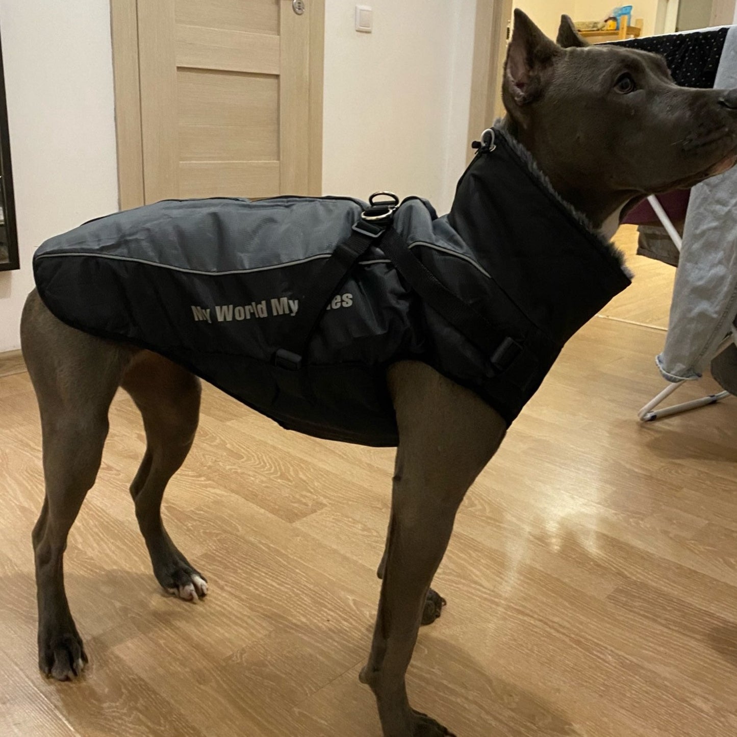 Köpek Yağmurluk