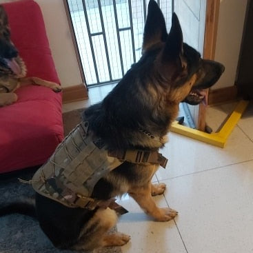 Köpek Göğüs Tasması Kayış Set Tactical 39810022