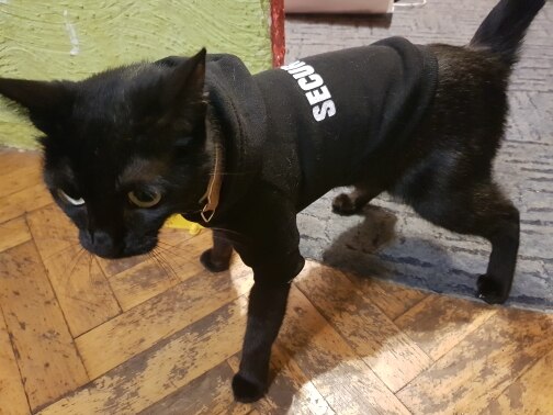 Kedi Sweatshirt 12467385