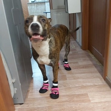 Köpek ayakkabısı Reflective 9886829