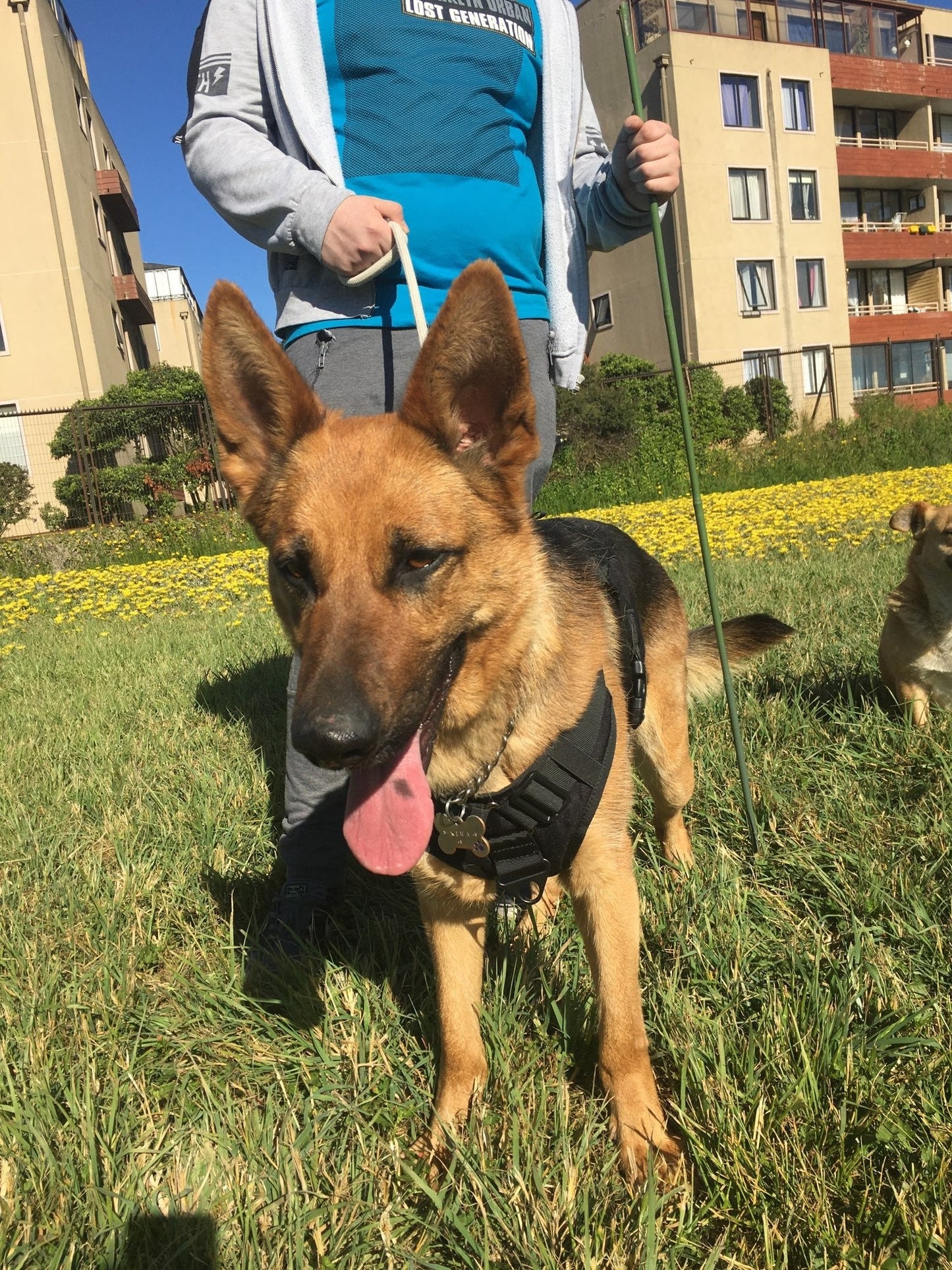 Köpek Göğüs Tasması Tactical SET 40621272