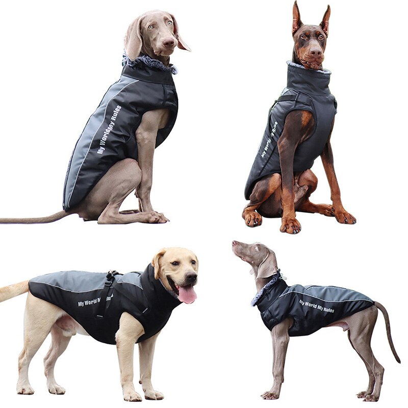 Köpek Yağmurluk