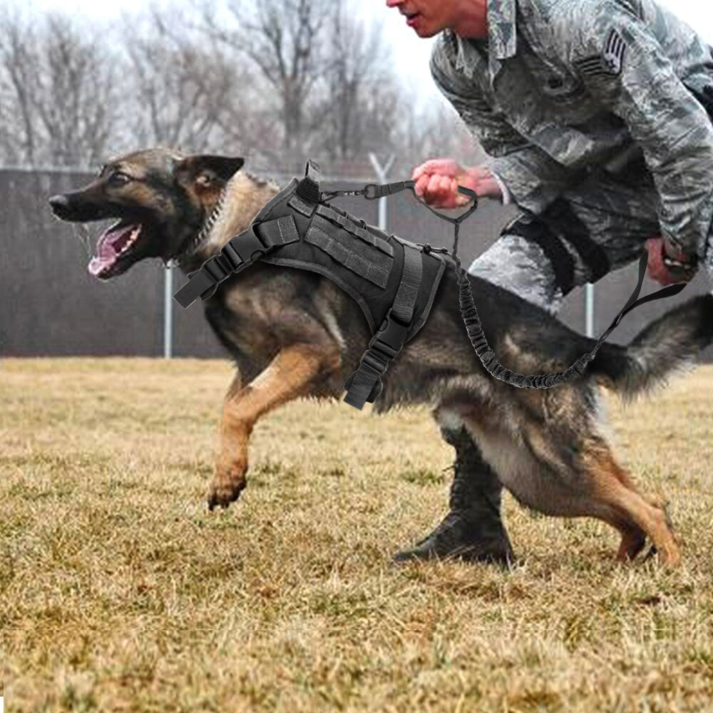 Köpek Göğüs Tasması