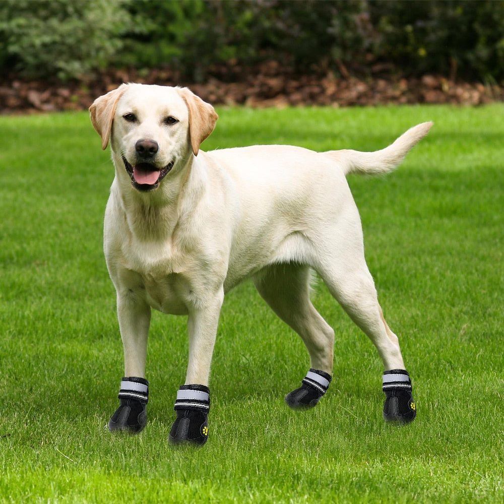 Köpek ayakkabısı