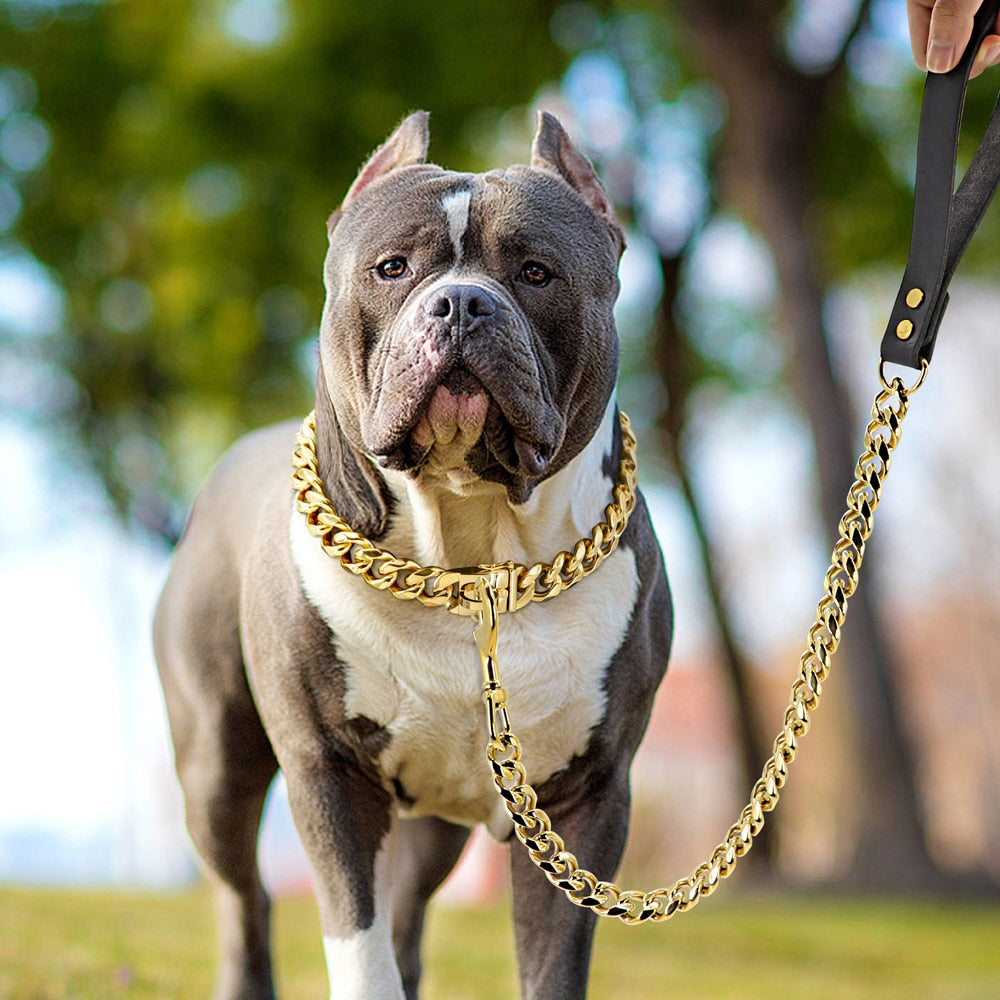 zincir köpek tasması