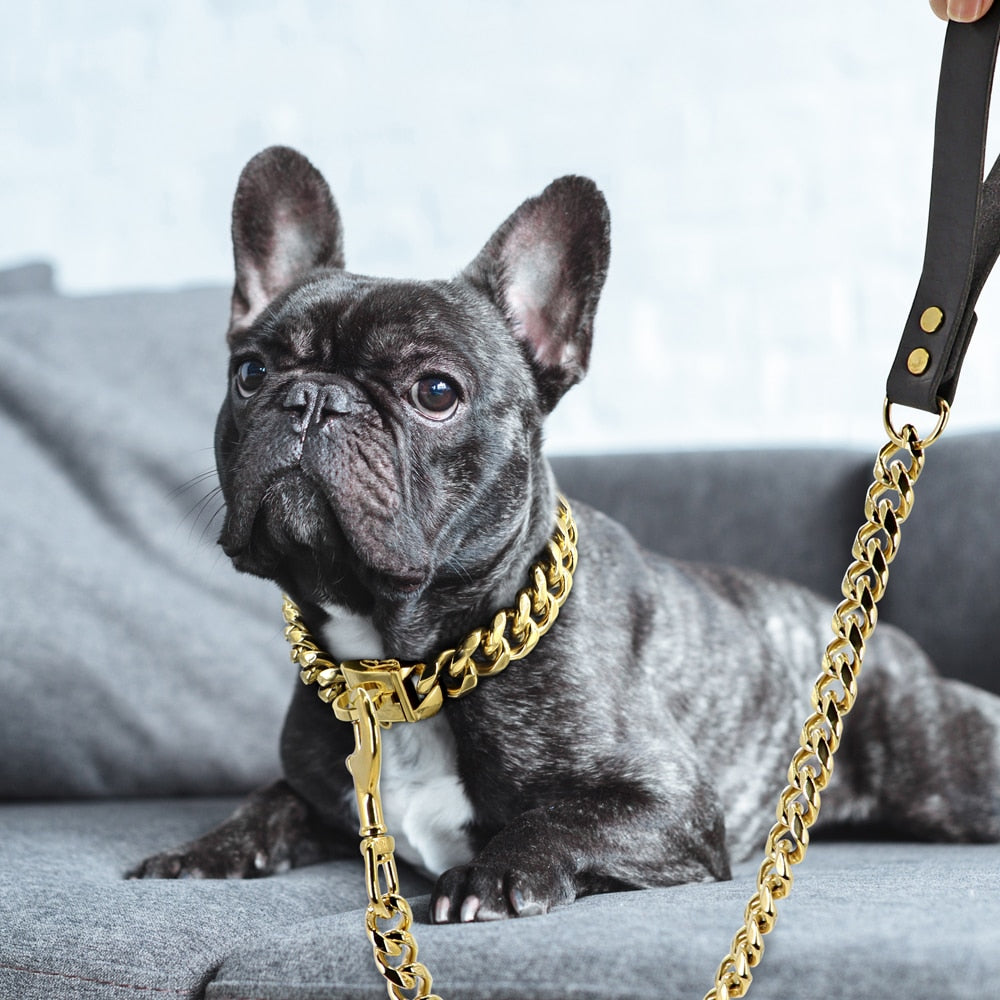 köpek gezdirme zinciri