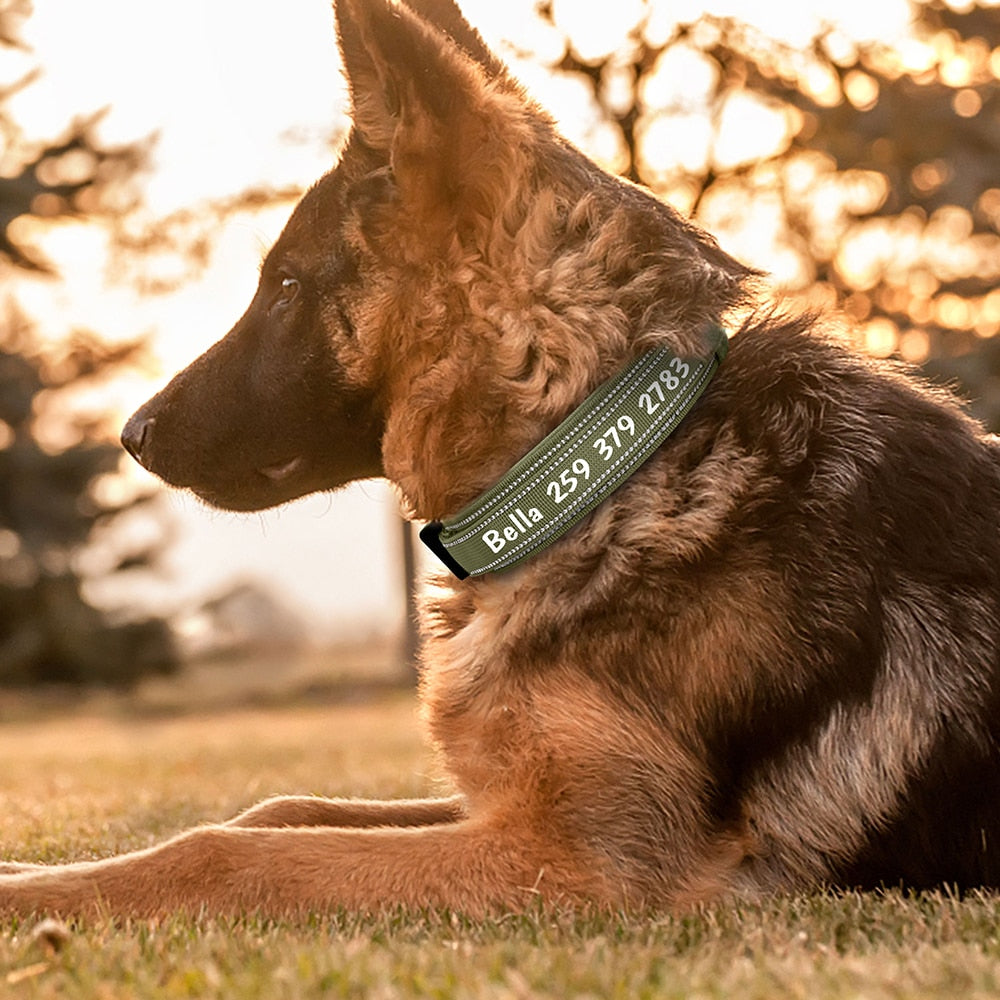 k9 tasması