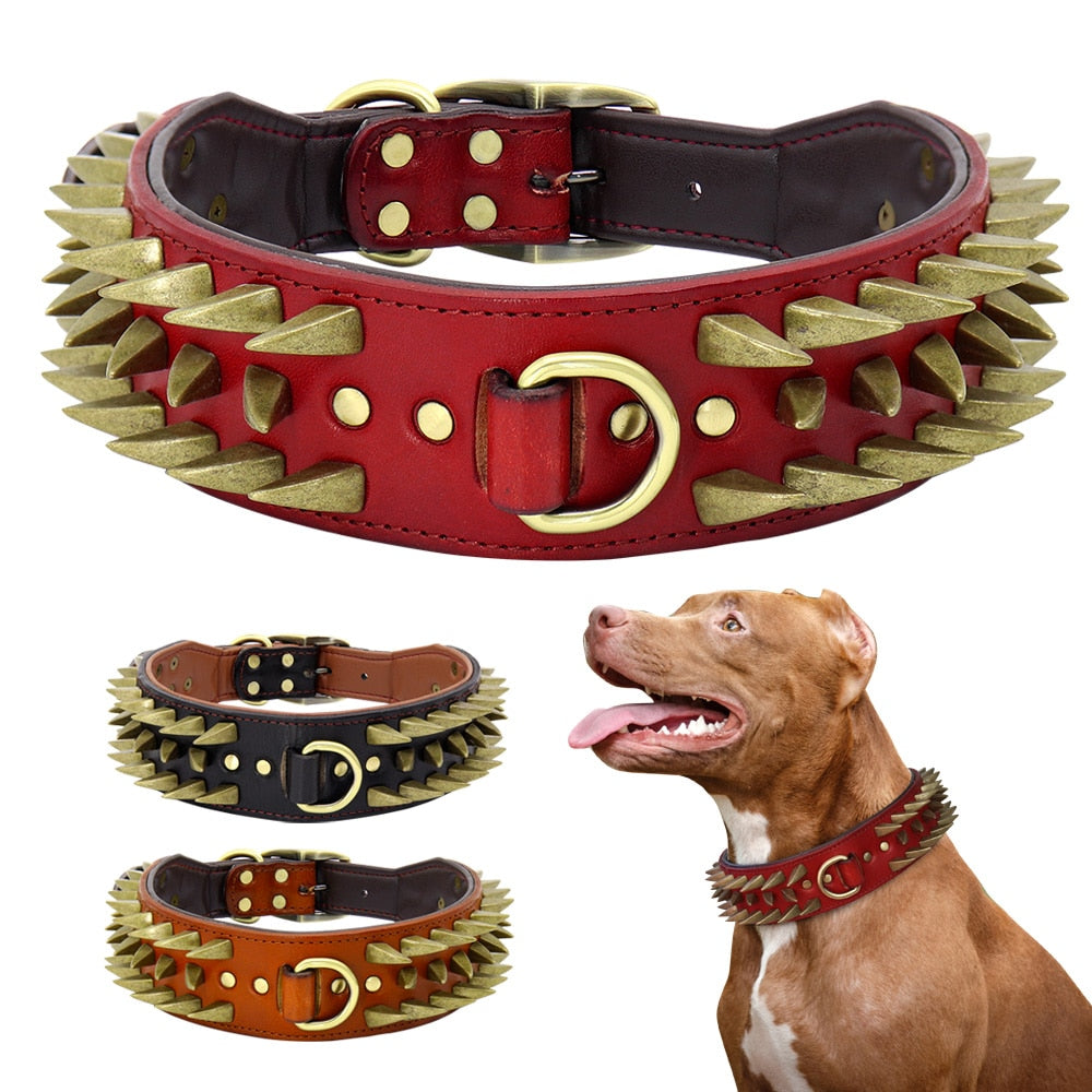 Pitbull Tasması