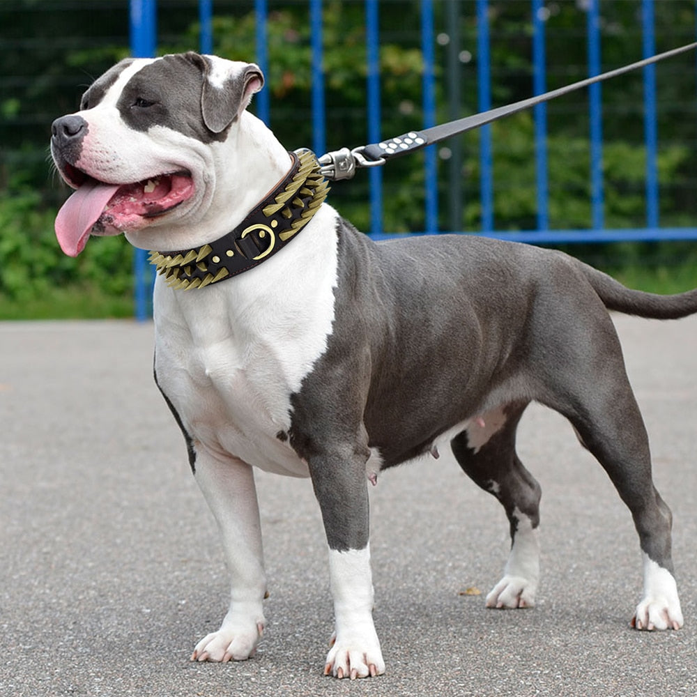 Pitbull Tasması