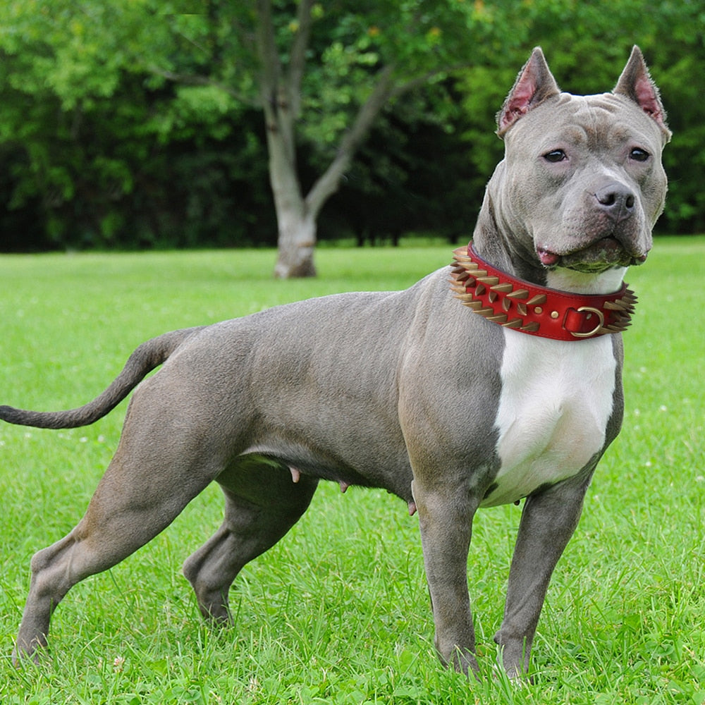 Pitbull Tasması