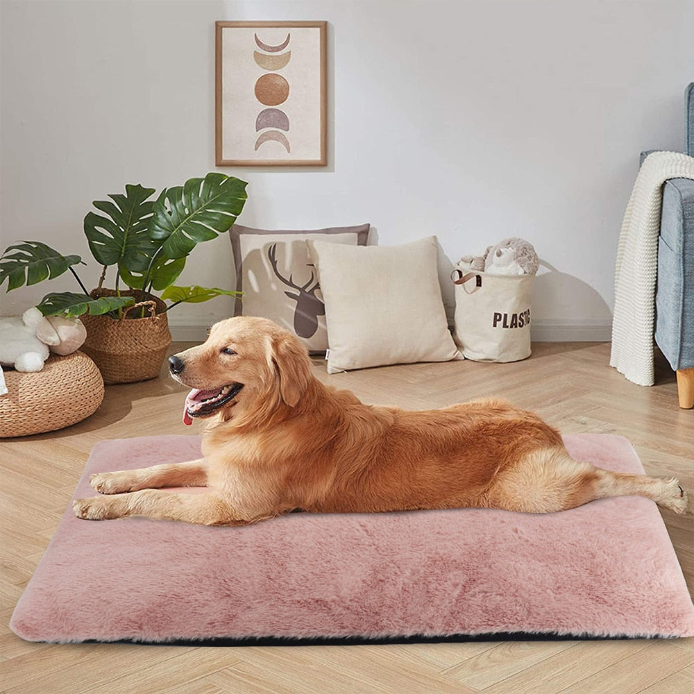 Köpek Yatağı