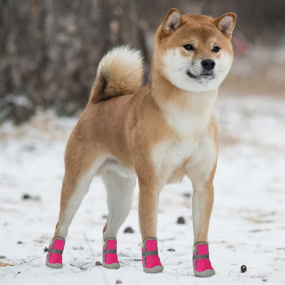 Köpek Ayakkabısı