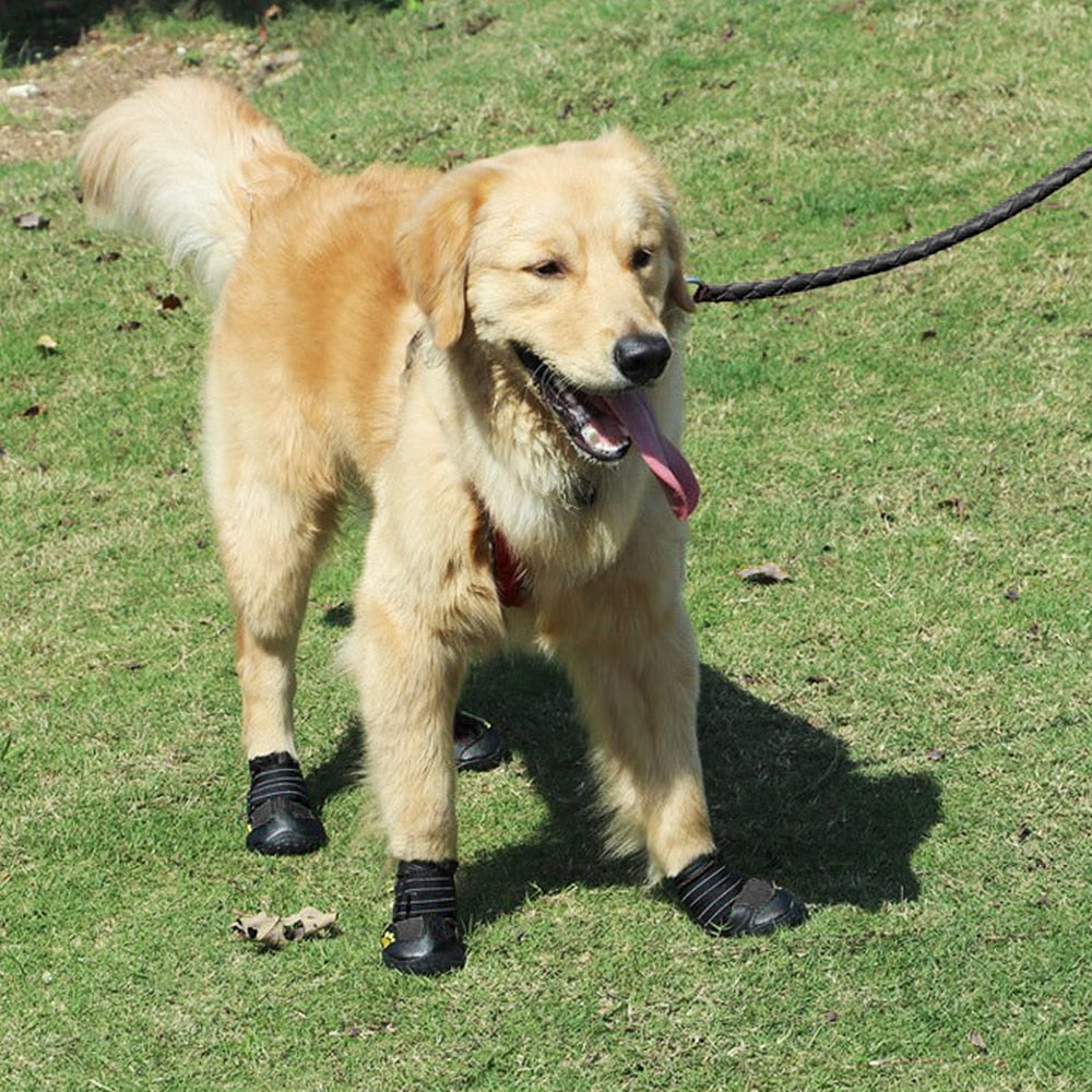 Köpek ayakkabısı