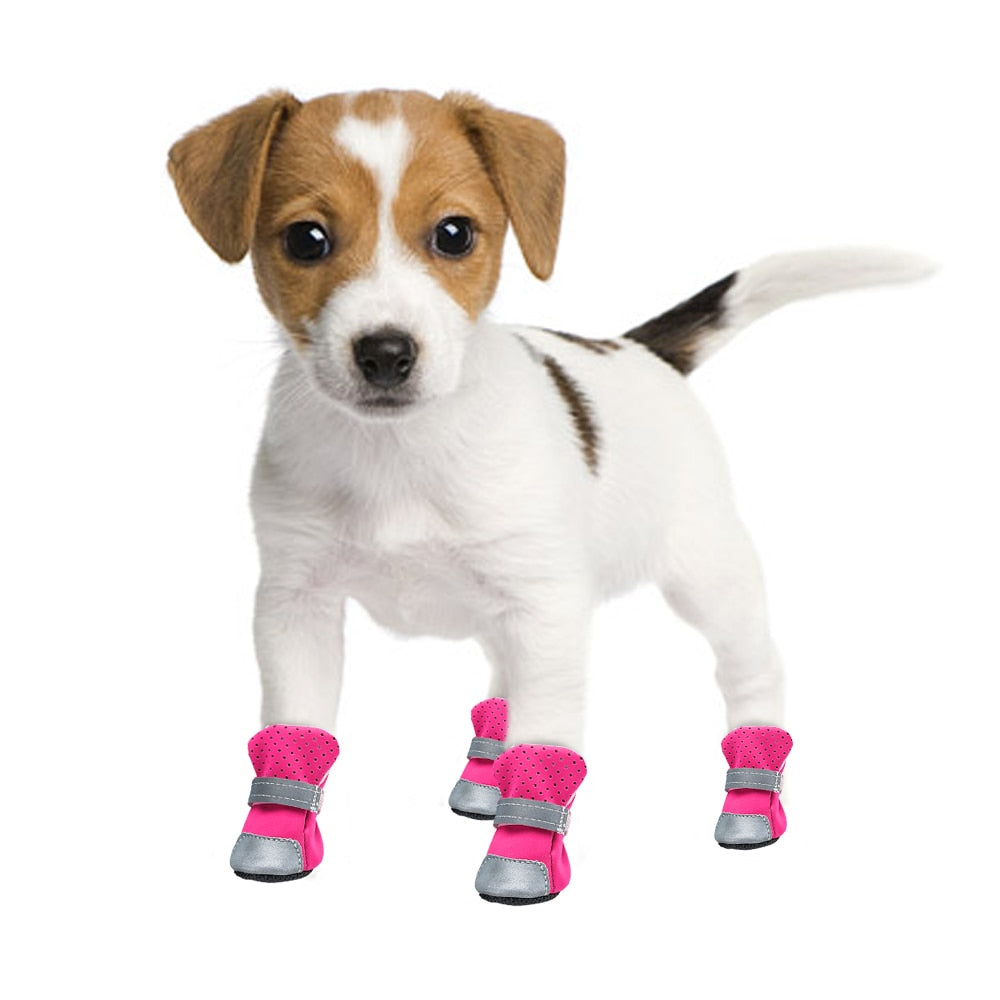 Köpek ayakkabısı hep21.com
