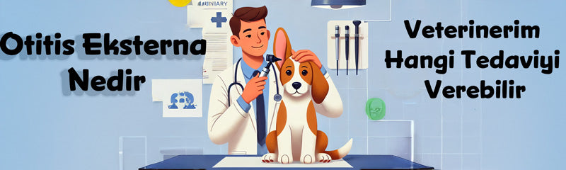 Köpeklerde Otitis Eksterna Nedir