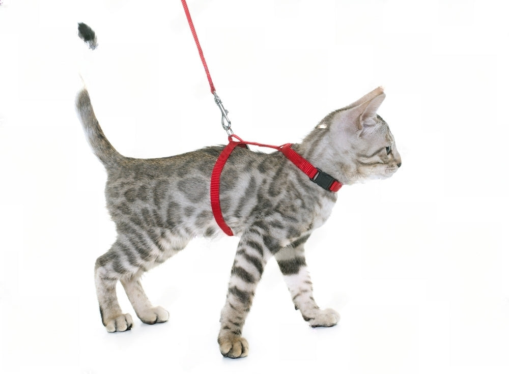 Kedi Gezdirme Tasması Kaç Aylıkken Takılır?
