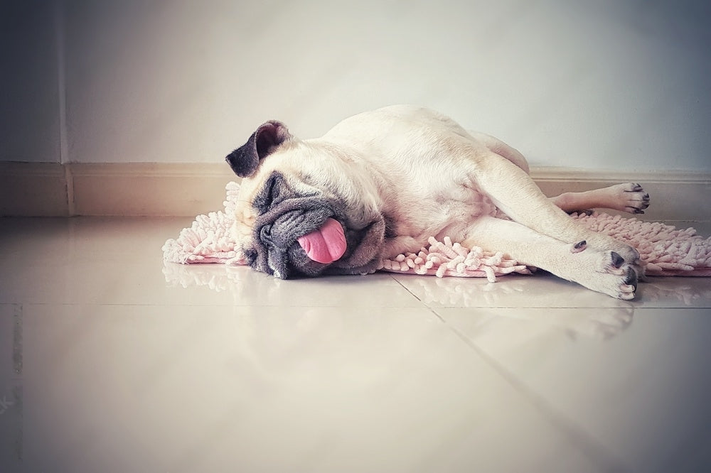 Köpeğim Neden Bu Kadar Çok Uyuyor