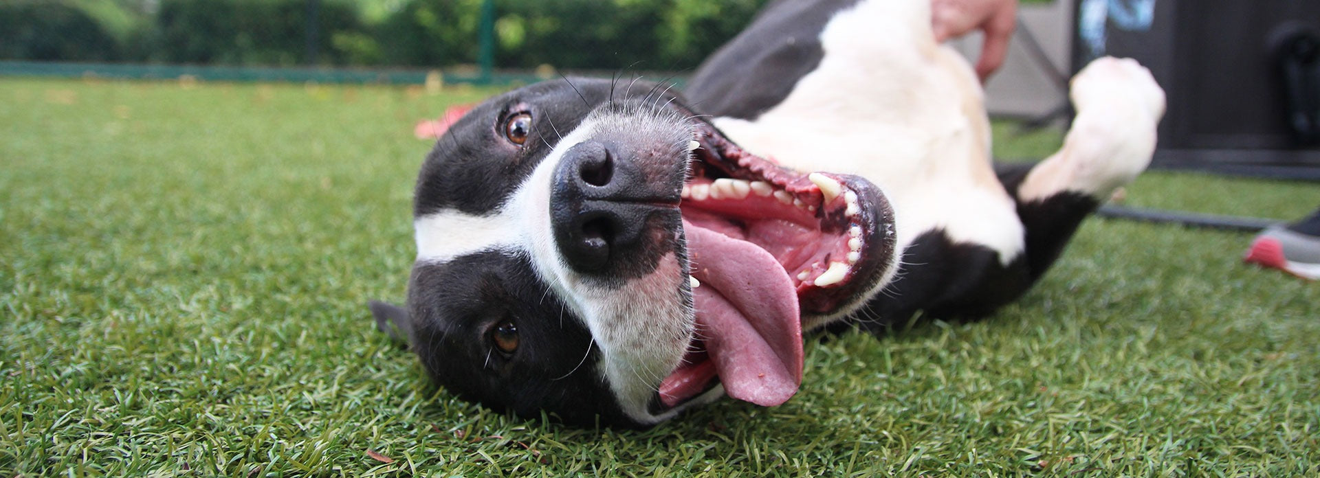 Köpek Sahiplenirken Nelere Dikkat Edilmeli