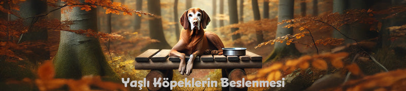 Yaşlı Köpeklerin Beslenmesi