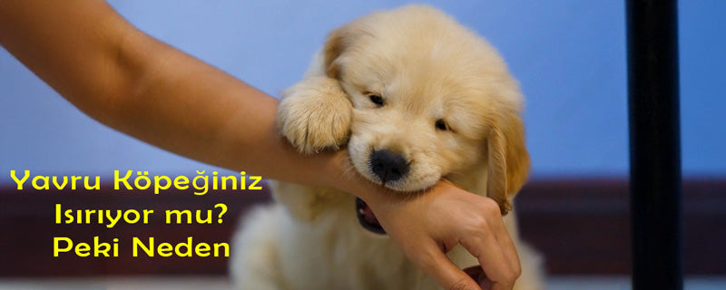 Yavru köpekleriniz Sizi Isırıyor mu? Peki Neden