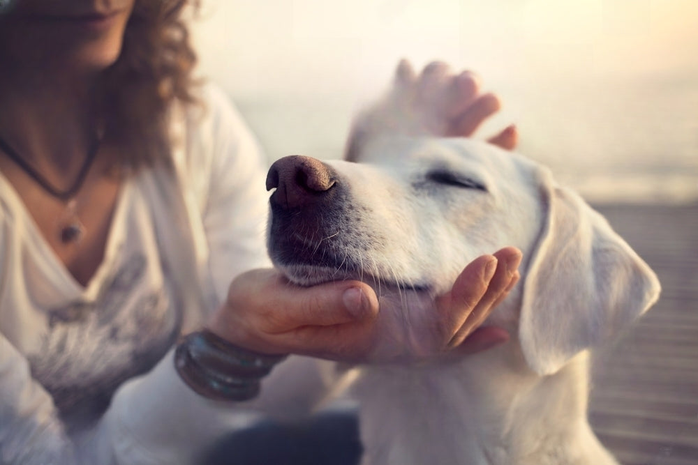 Köpekler En Sevdikleri Kişiyi Nasıl Seçer