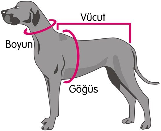 Köpek bedeni nasıl ölçülür
