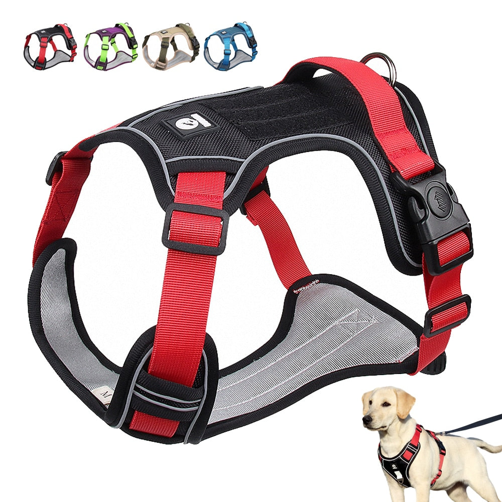 Belden Bağlamalı Köpek Tasmasının Avantajları