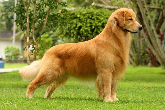 13 Labrador Retriever  Gerçeği