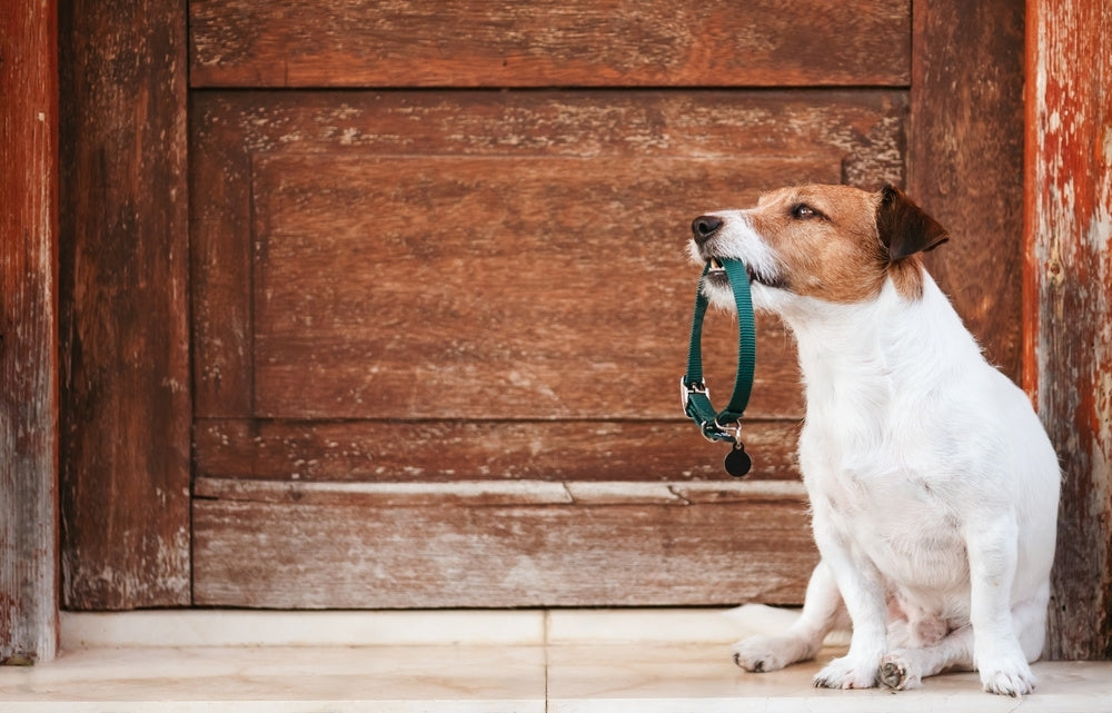 Köpeklere Ne Zaman Tasma Takılır?